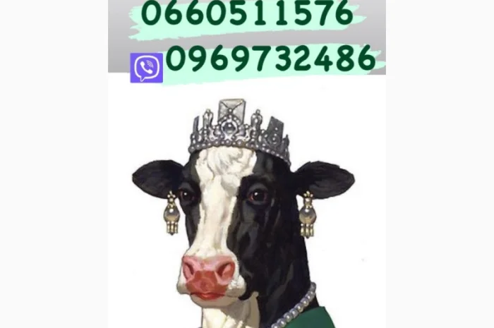 Цех закупит коров Быков баранов любой породы ярок!!! цена высокая- фото № 1