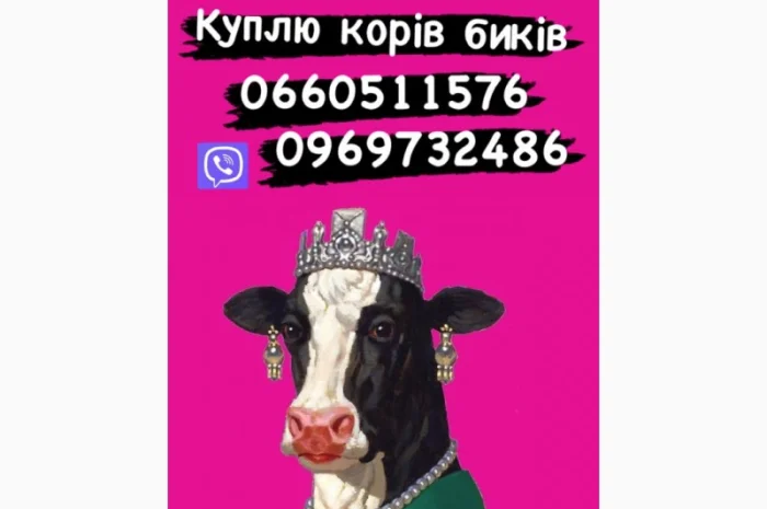 Коні Куплю коней кобил лошаків! ціна висока- фото № 1