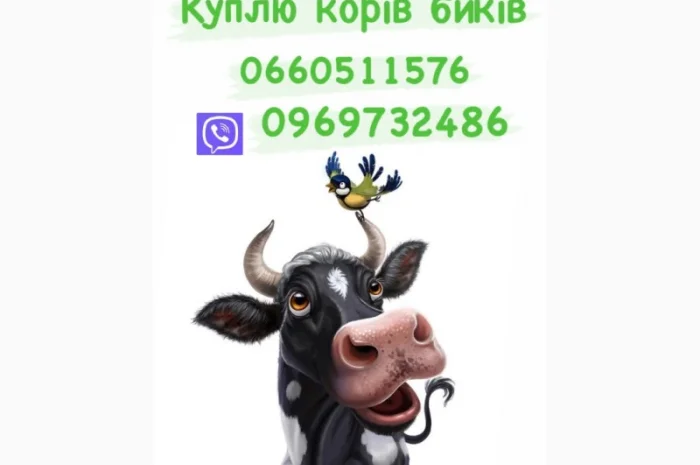 Купимо бичків корів поросят свинок свиноматок- фото № 1