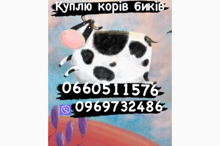 Закупка биків свиней поросят- фото № 1