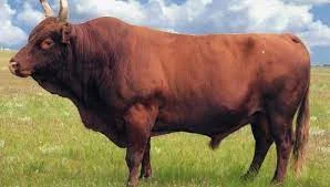 Купим Врх та коней ДОРОГО- фото № 1