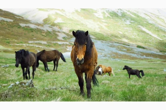 Дуже дорого купуємо корів, коней, телят, лошат та ВРХ- фото № 1