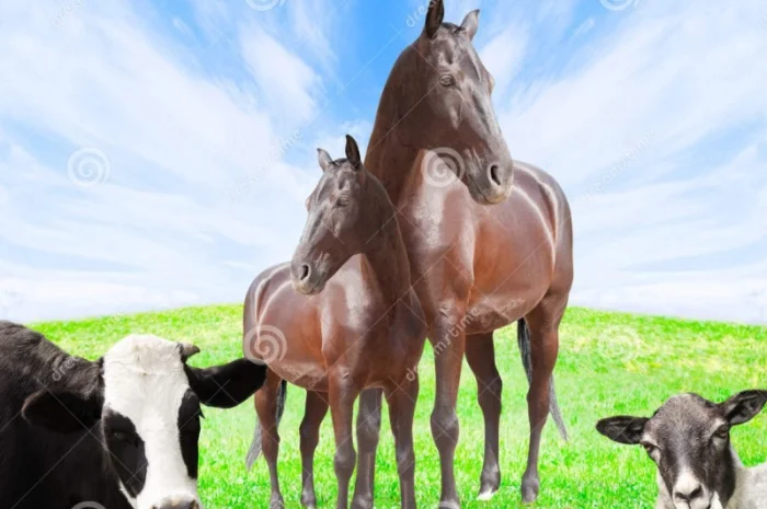 Закупаем коров, бычков, лошадей. Дорого- фото № 1