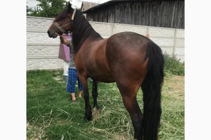 Продаж ВРХ, коней, бичків, телиць- фото № 1
