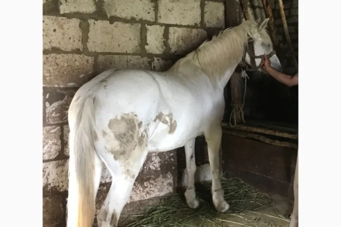 Продаж ВРХ, коней, бичків, телиць- фото № 2