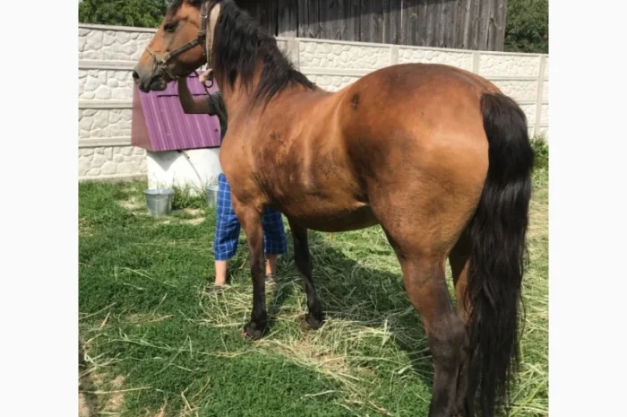 Продаж ВРХ, коней, бичків, телиць- фото № 3