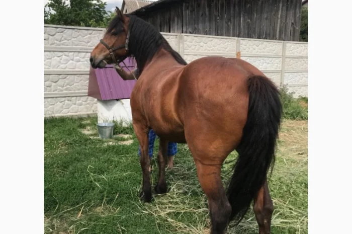 Продаж ВРХ, коней, бичків, телиць- фото № 4
