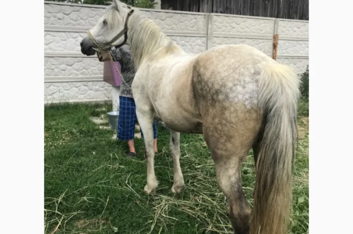 Продаж ВРХ, коней, бичків, телиць- фото № 5