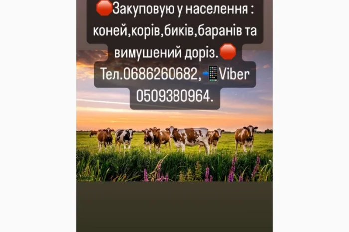 Закупка ВРХ- фото № 2