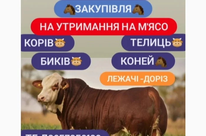 Куплю ВРХ- фото № 1