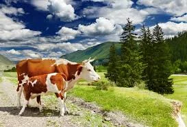 Закупка на мясо телиць молодняк биків та на утримання- фото № 1