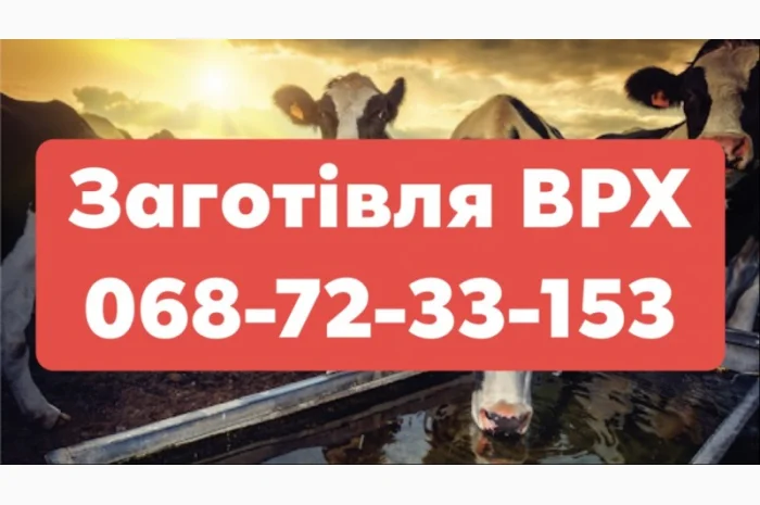 Купую ВРХ (Хмільник, Літин, Жмеринка, Бар, Шаргород, Тиврів, Шпиків)- фото № 1