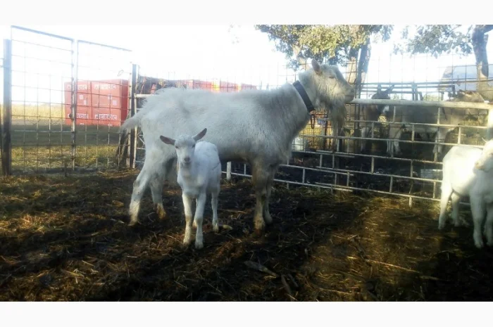 Козлята Зааненские: козочки и козлики. Козёл племенной. Коза- фото № 1