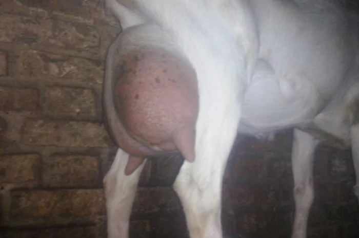 Козлята Зааненские: козочки и козлики. Козёл племенной. Коза- фото № 2