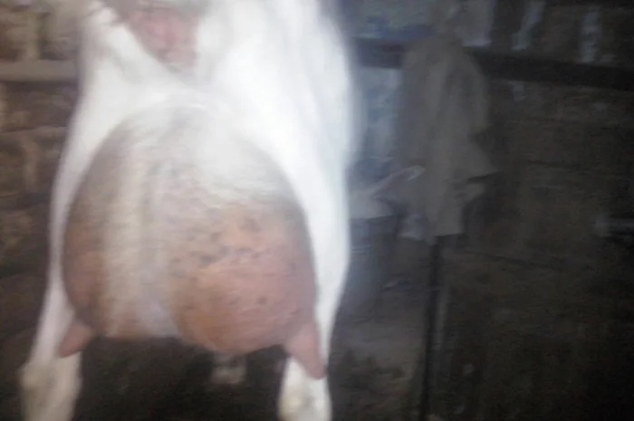 Козлята Зааненские: козочки и козлики. Козёл племенной. Коза- фото № 4