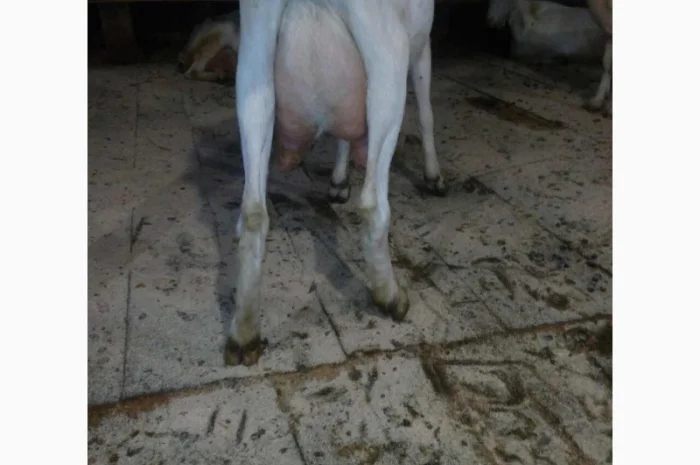 Козлята Зааненские: козочки и козлики. Козёл племенной. Коза- фото № 5