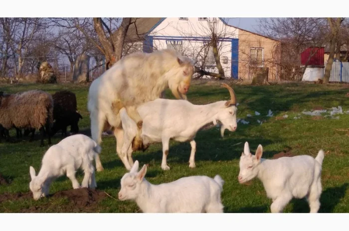 Козёл взрослый рабочий племенной: паровка, случка. Козлята зааненские, ламанча- фото № 1