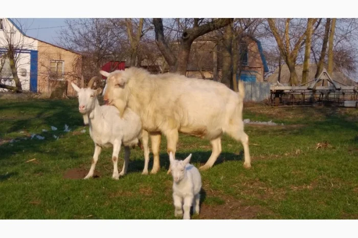 Козёл взрослый рабочий племенной: паровка, случка. Козлята зааненские, ламанча- фото № 2