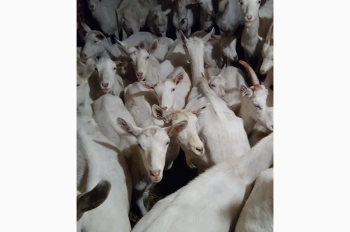 Козёл взрослый рабочий племенной: паровка, случка. Козлята зааненские, ламанча- фото № 3