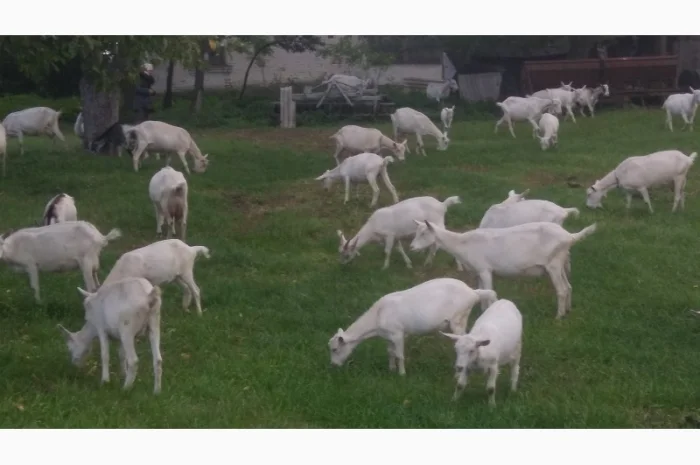 Козёл взрослый рабочий племенной: паровка, случка. Козлята зааненские, ламанча- фото № 5