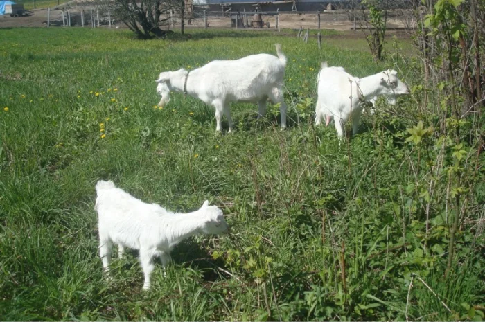 Козёл взрослый рабочий племенной: паровка, случка. Козлята зааненские, ламанча- фото № 7