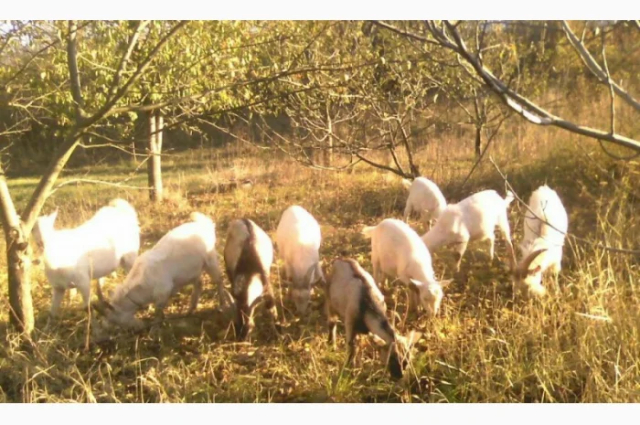 Козёл взрослый рабочий племенной: паровка, случка. Козлята зааненские, ламанча- фото № 6