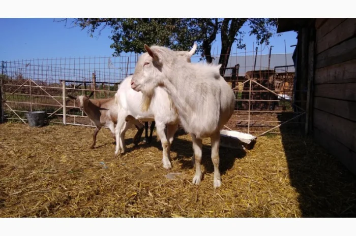 Козёл взрослый рабочий племенной: паровка, случка. Козлята зааненские, ламанча- фото № 4