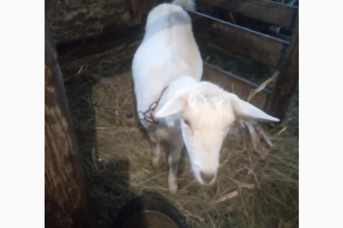 Кізочка.від %Нубійкі, що на фото.Кітна три місяці- фото № 1