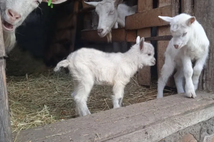 Зааненські кози, племінний козел- фото № 4
