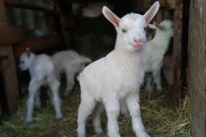 Зааненські кози, племінний козел- фото № 6