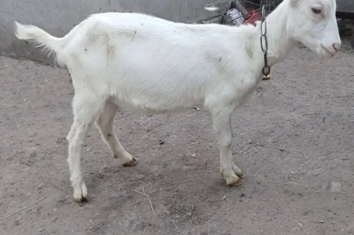 Зааненські кози, племінний козел- фото № 2