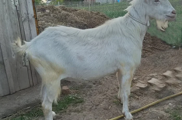 Зааненські кози, племінний козел- фото № 3