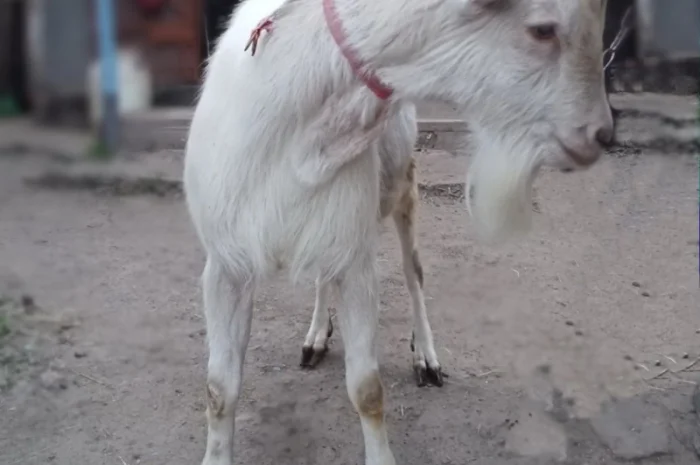 Зааненські кози, племінний козел- фото № 5