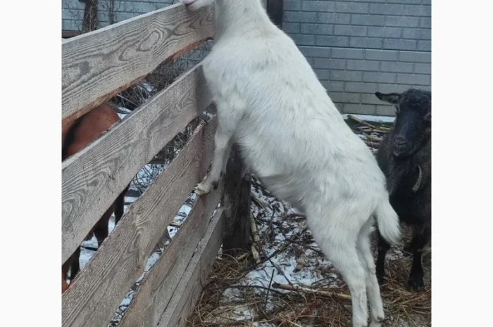 Продаються молоді зааненські кози- фото № 2
