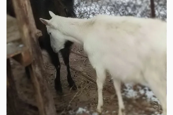 Продаються молоді зааненські кози- фото № 3