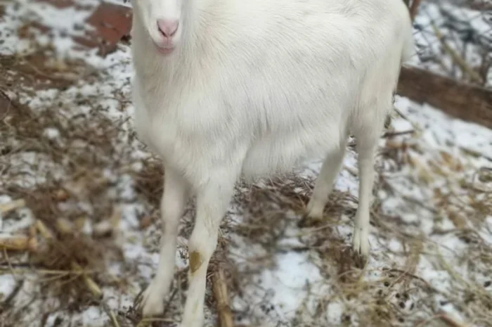 Продаються молоді зааненські кози- фото № 4