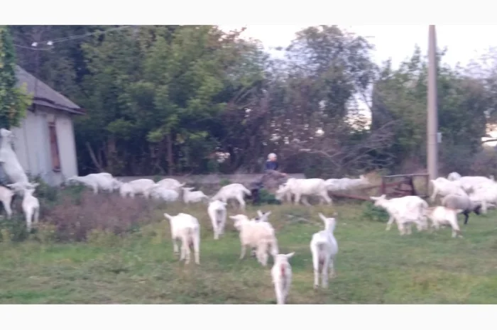 Продаються молоді зааненські кози- фото № 1