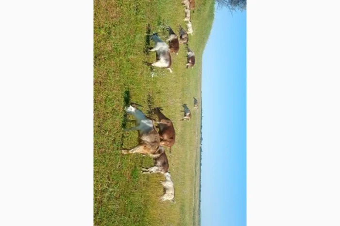 Продаються кози та козли звичайної породи- фото № 1