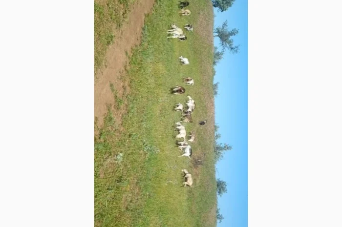 Продаються кози та козли звичайної породи- фото № 2