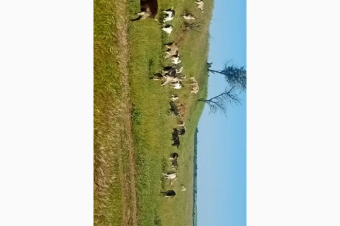 Продаються кози та козли звичайної породи- фото № 3