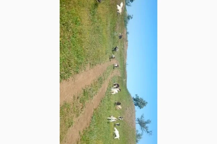 Продаються кози та козли звичайної породи- фото № 5