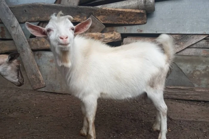 Продаются козы и козлята зааненской породы- фото № 1