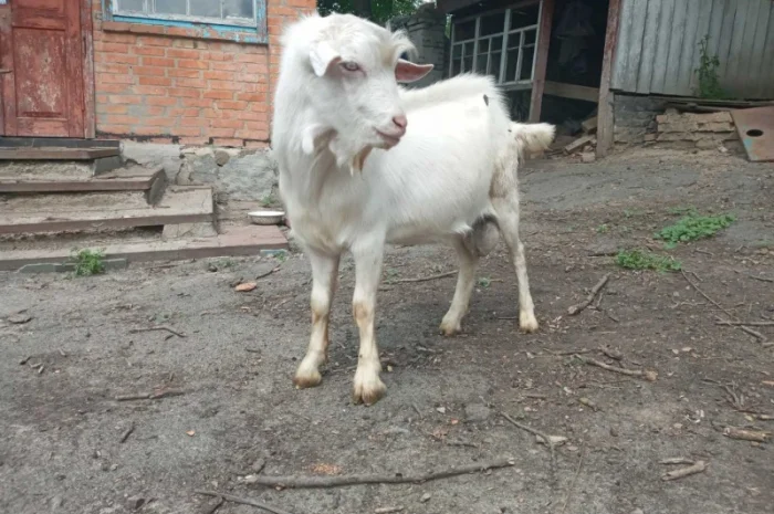 Продаются козы и козлята зааненской породы- фото № 2