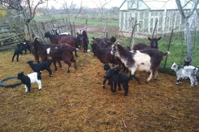 Продам кози, козенята- фото № 1