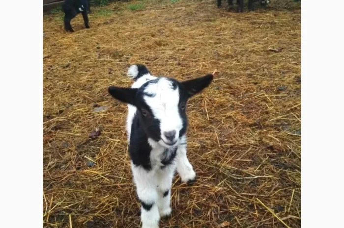 Продам кози, козенята- фото № 2