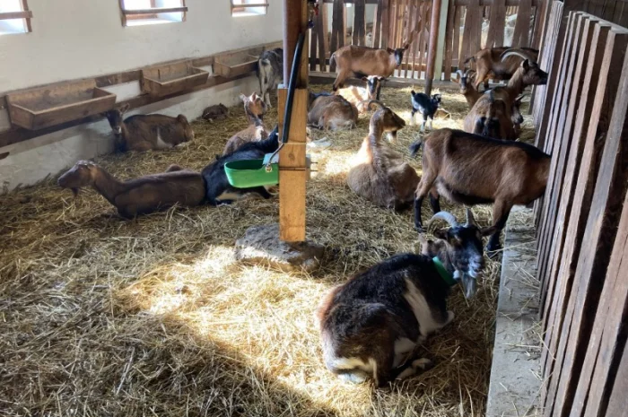 Продам кози, козенята- фото № 1