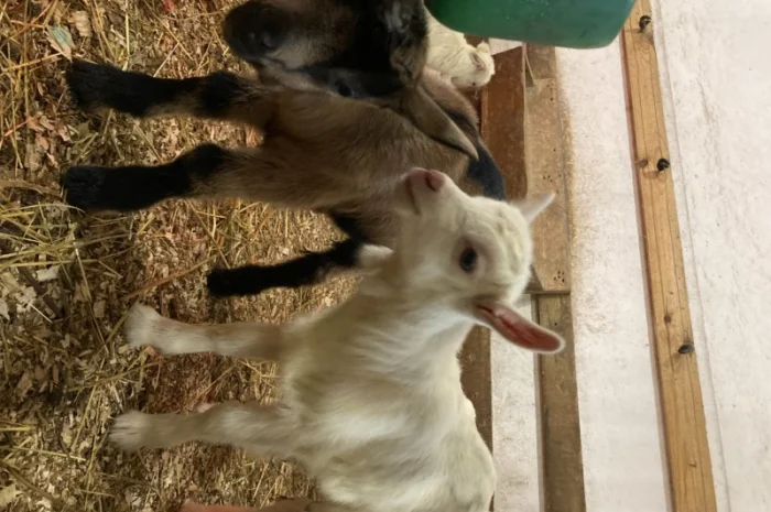 Продам кози, козенята- фото № 2