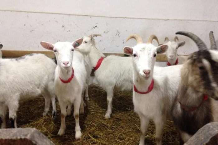 Продаются козы и козлята разных пород- фото № 1
