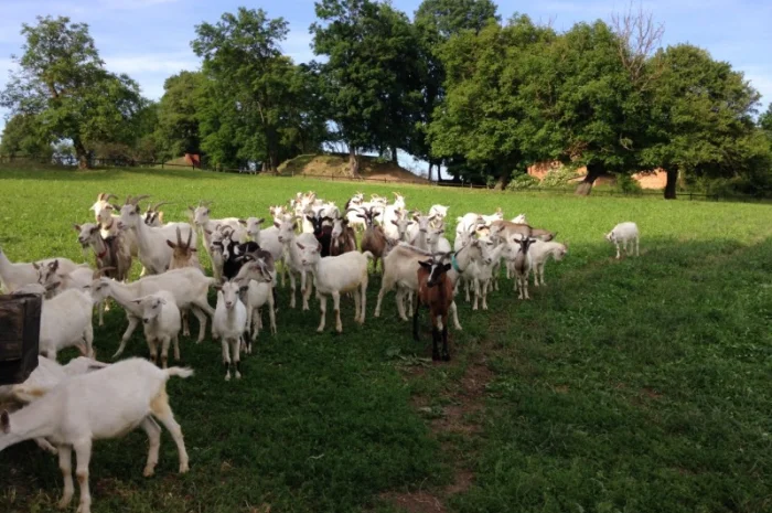 Продаются козы и козлята разных пород- фото № 2
