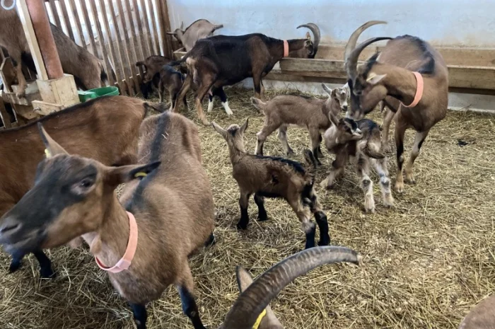 Продаются козы и козлята разных пород- фото № 3